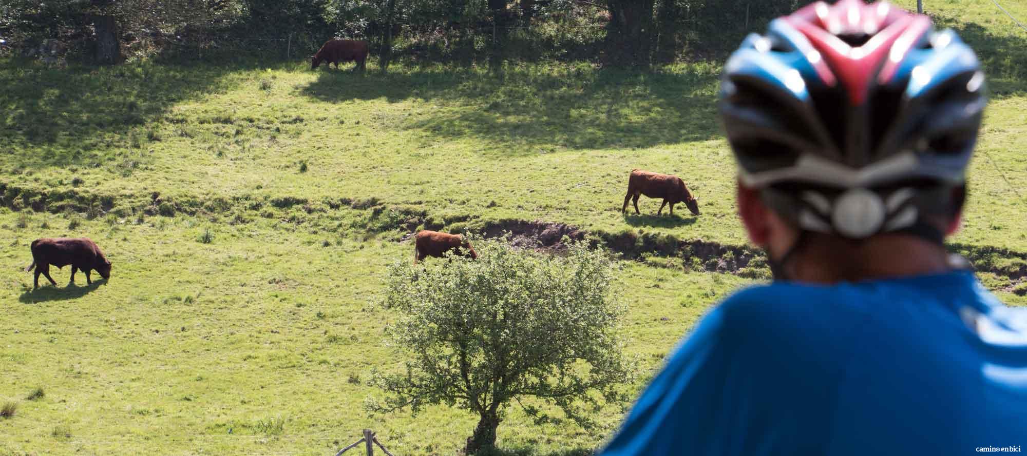 Todas las ventajas del Camino Francés en grupo y en bicicleta - Peregrino