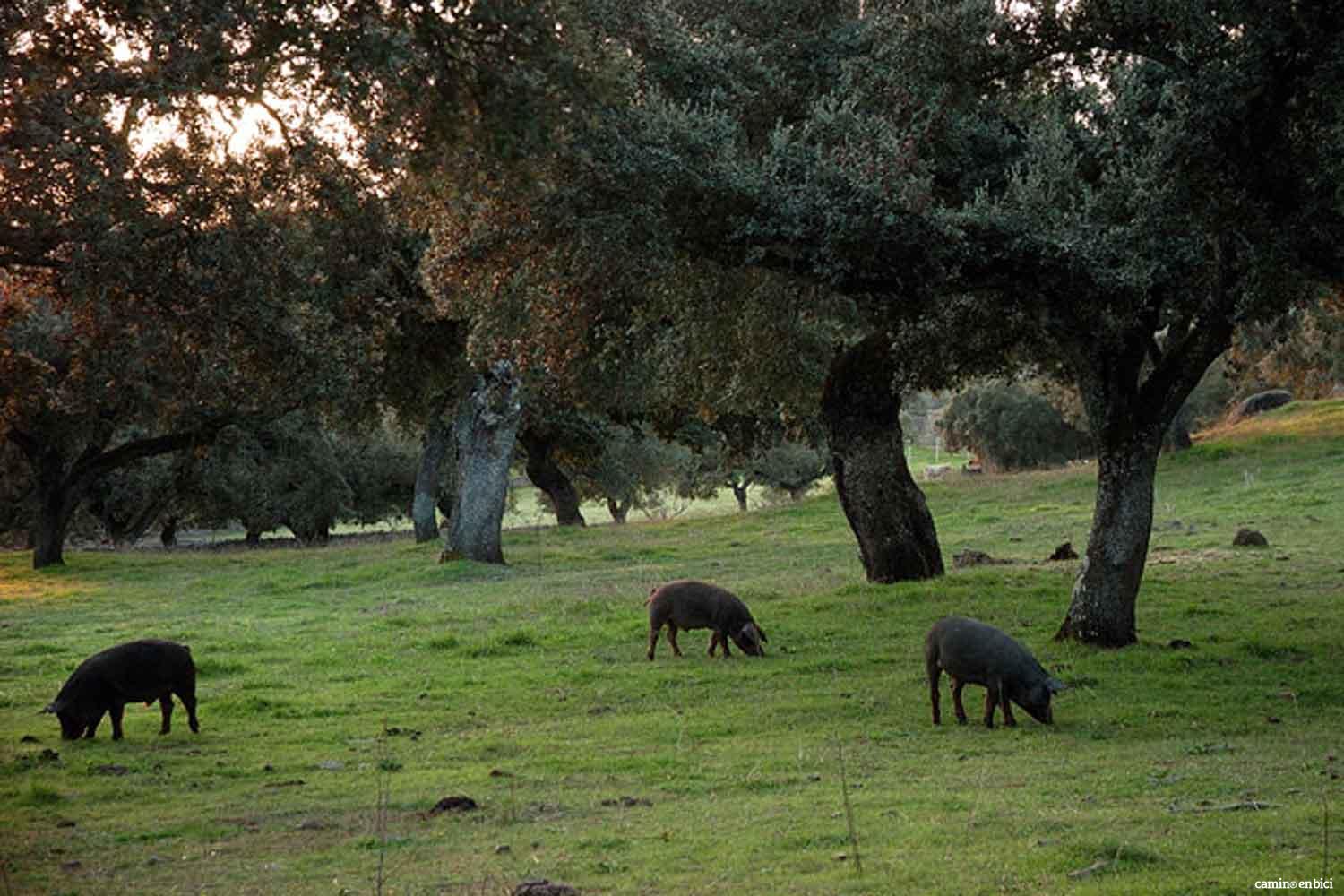 Los 10 lugares más bonitos de la Vía de la Plata (I) - Paisaje