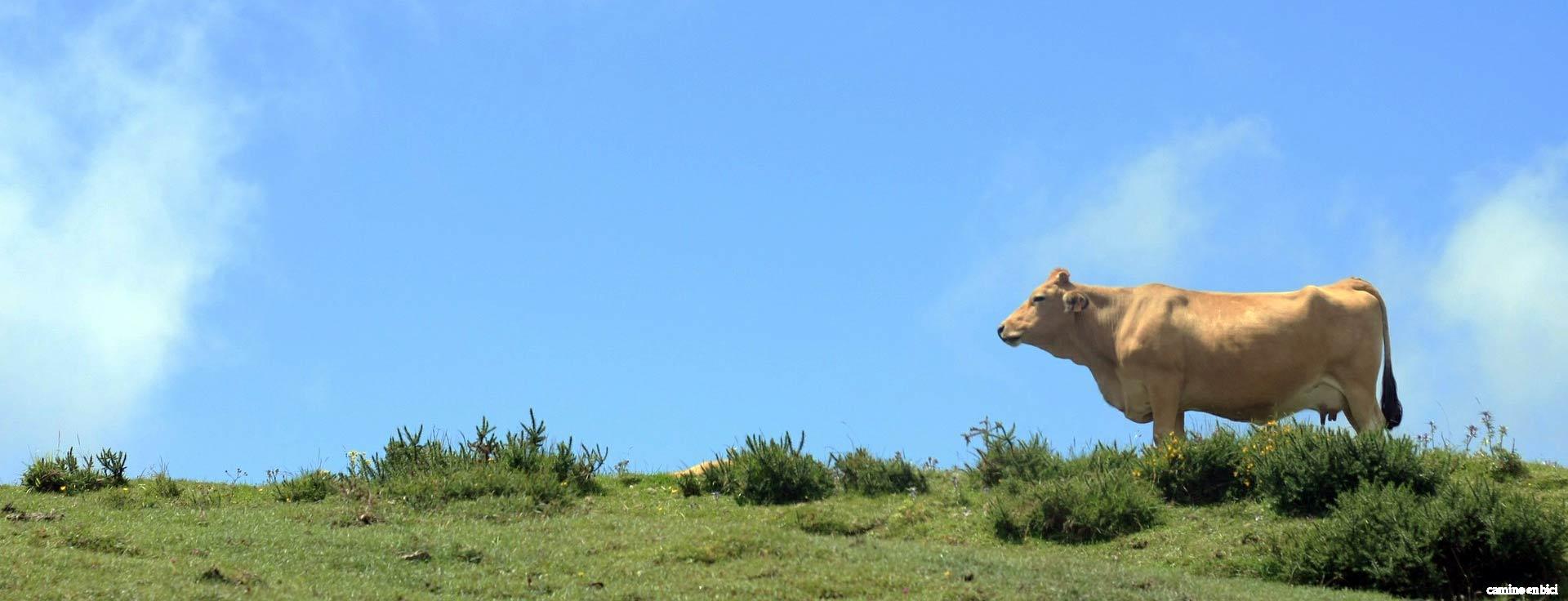 Hacer el Camino Primitivo