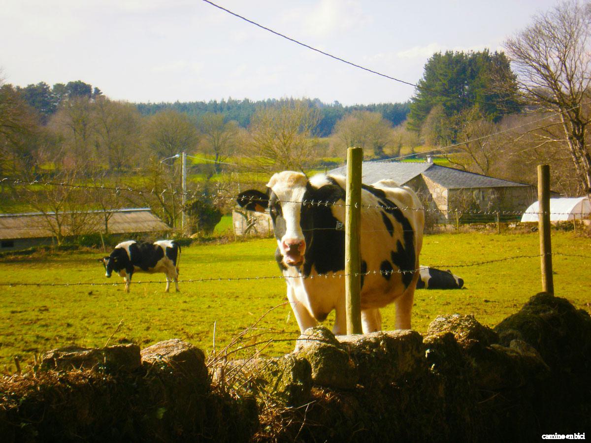 Camino Primitivo en bici - Etapa O Cádavo-Lugo