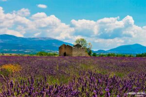 Campos de Lavanda en la Provenza Francesa
