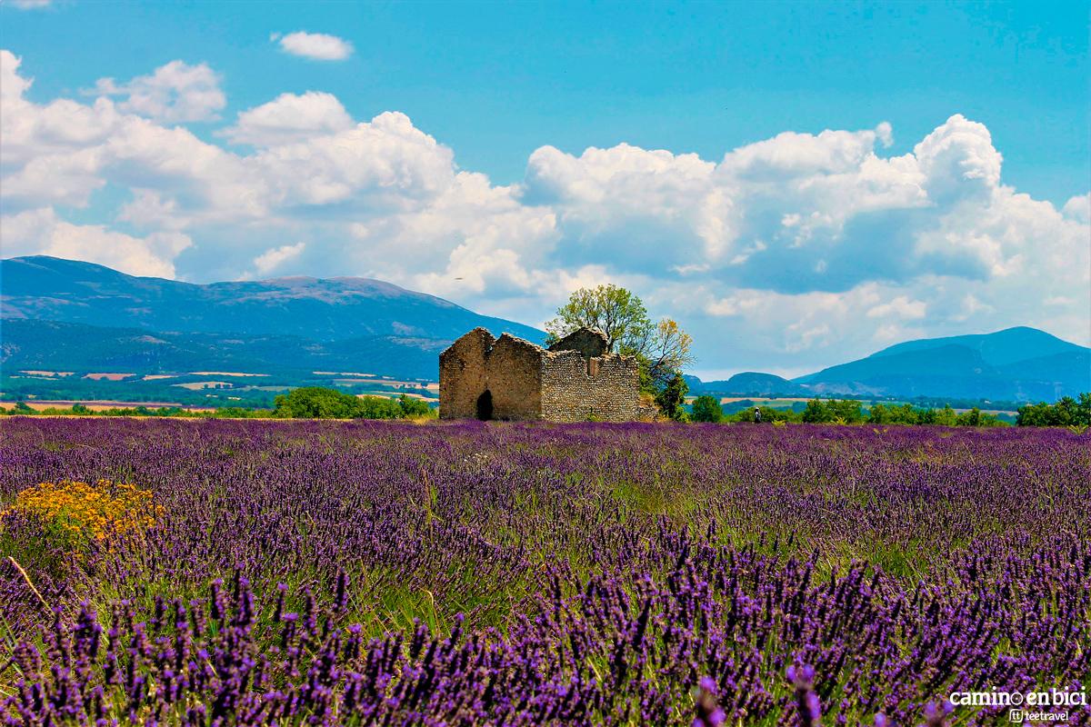 Campos de Lavanda en la Provenza Francesa