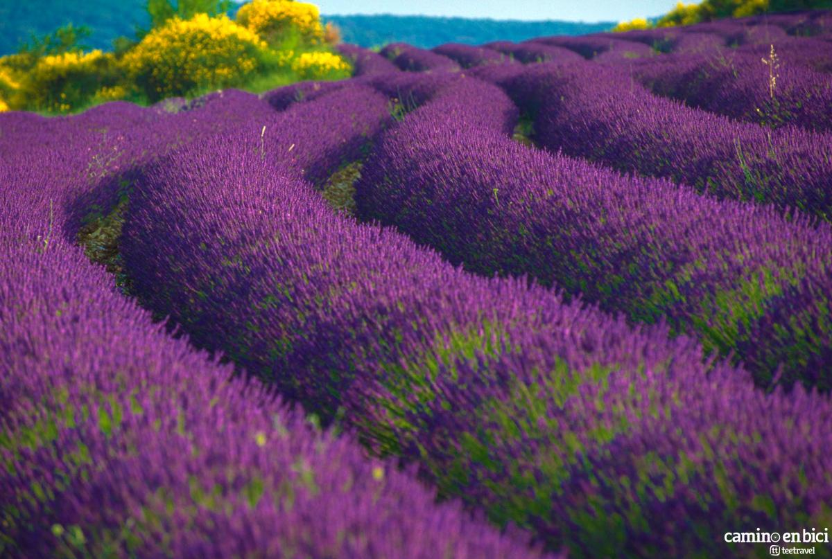Campos de Lavanda en la Provenza Francesa