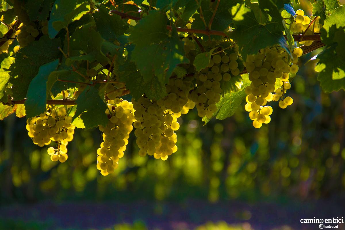 Viñedos en la Provenza Francesa