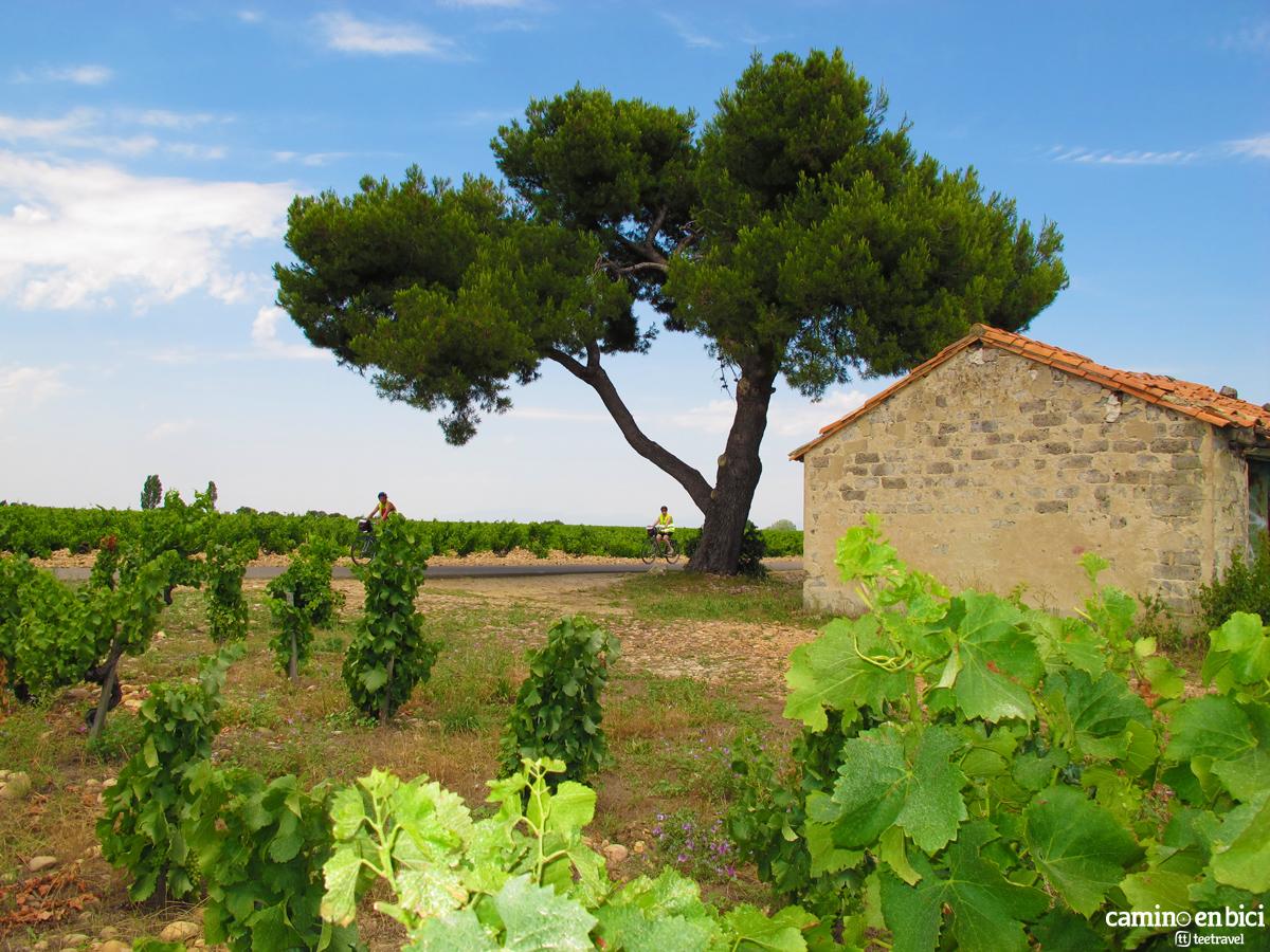 Viñedos en la Provenza Francesa